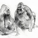 Gorillas