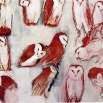 Barn Owls